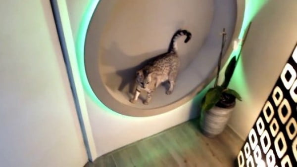homemade DIY cat wheel (and also designlight) – Видео Dailymotion