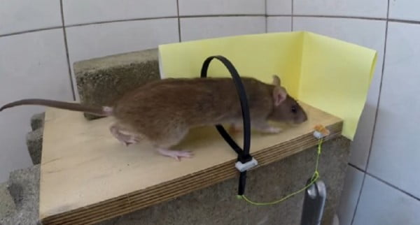 How to Make a Zip Tie Rat Trap That Actually Works